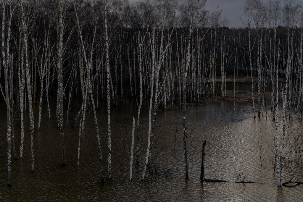 The city of white birches. Vita Stroganova