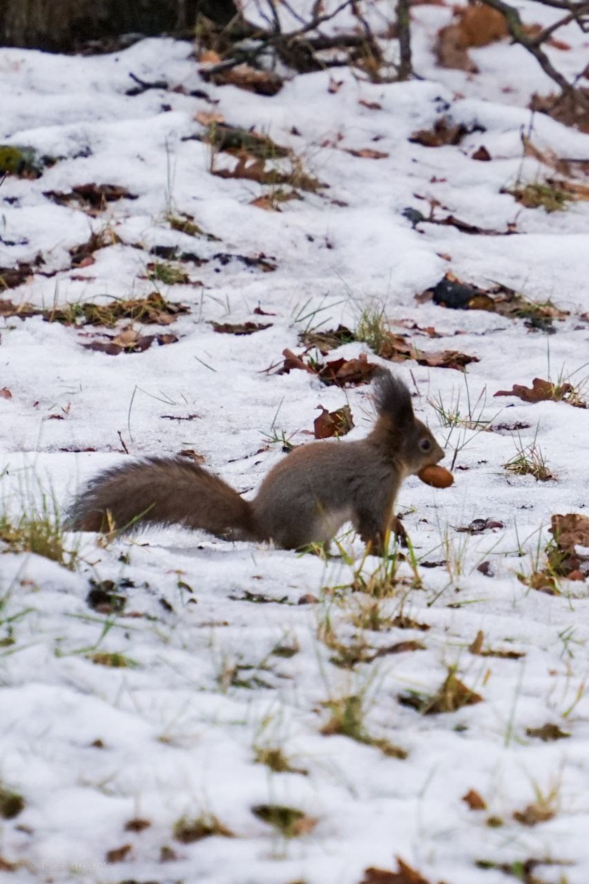 30.11.2024 // Фотоэкскурсия по Воробьевым горам с your_guide_msk. Фотовыставки serebro.gallery, в которых автором можешь стать ты! | Москва