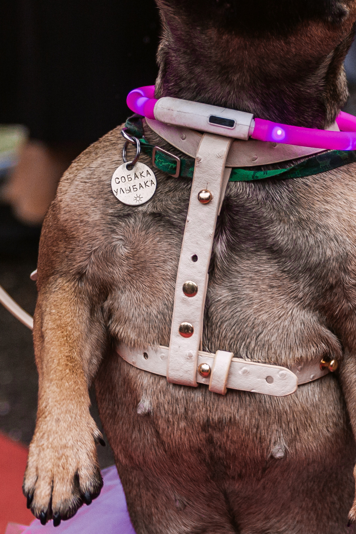 Парад французских бульдогов 15.07.2023. Фотограф-анималист Татьяна Степанова