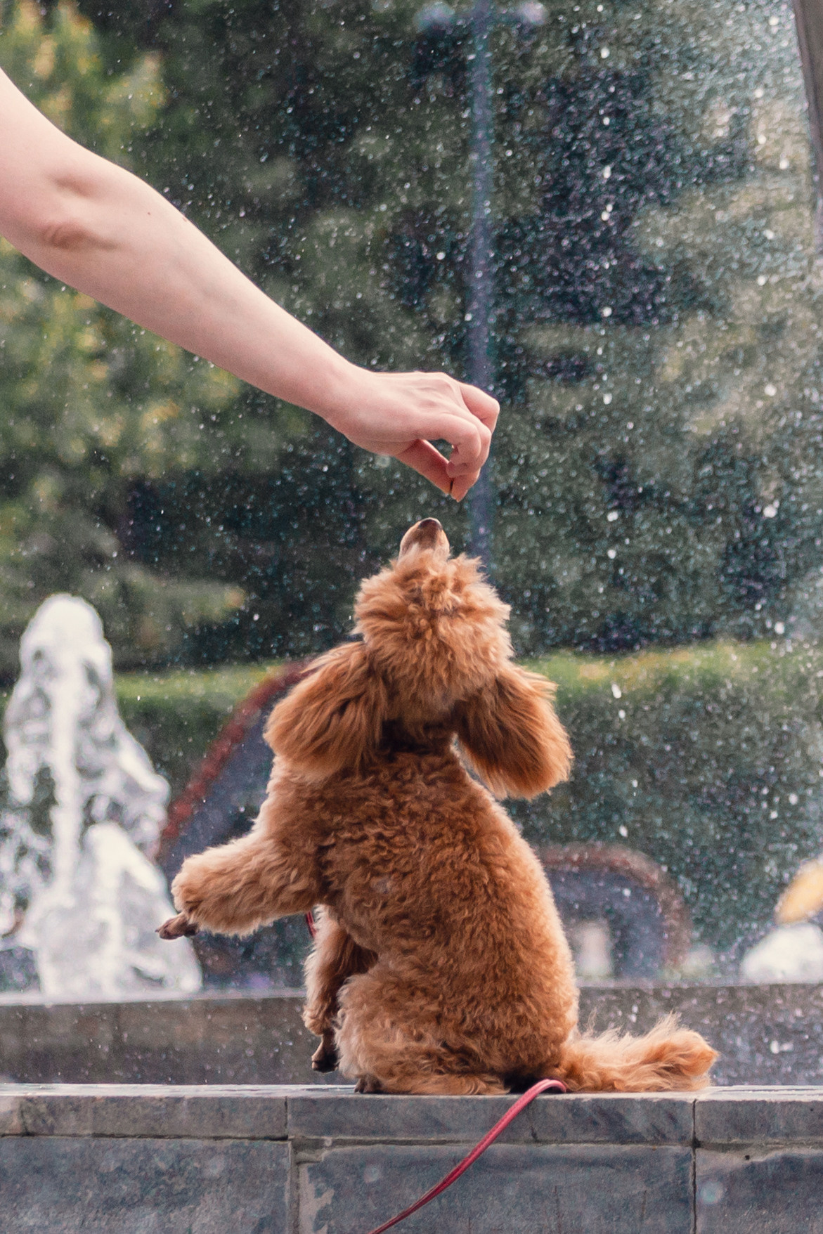 Оля и Ася. Фотограф-анималист Татьяна Степанова