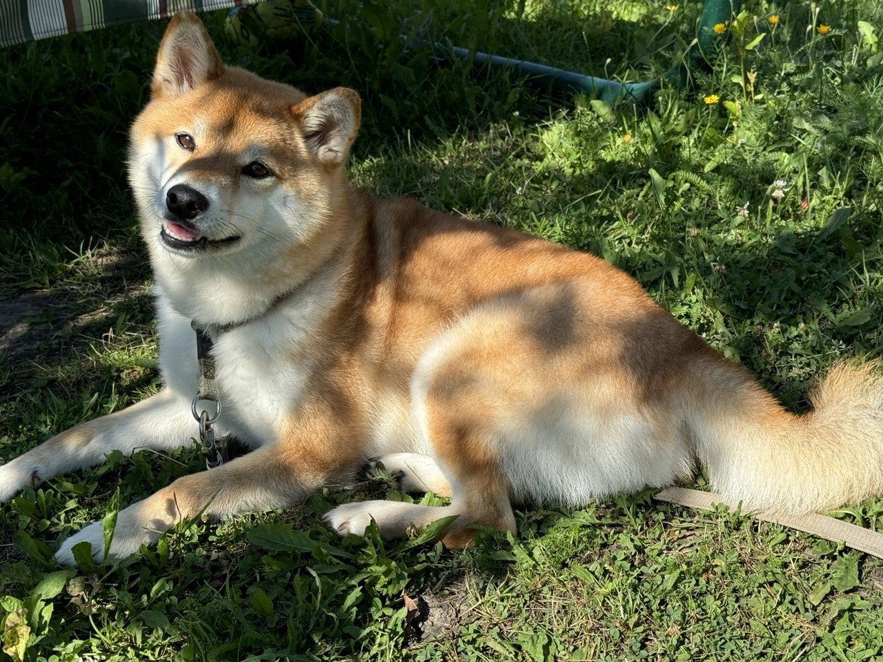 RUBYLIGHT IRIS. AMERICAN AKITA RUBYLIGHT KENNEL I SHIBA-INU