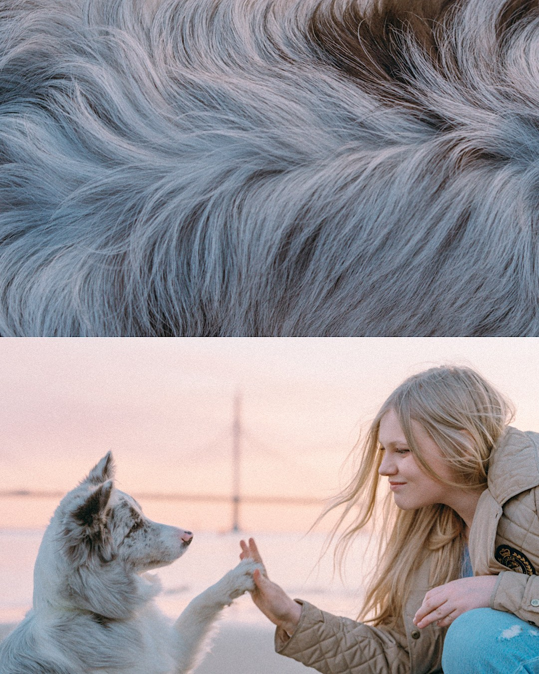 Света, Катрин и Умка. Фотограф анималист в Москве и Санкт-Петербурге Свиридова Анна