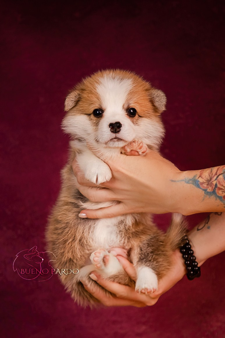 Щенки вельш корги пемброк из питомника. Питомник собак Акита, Хаски, Корги