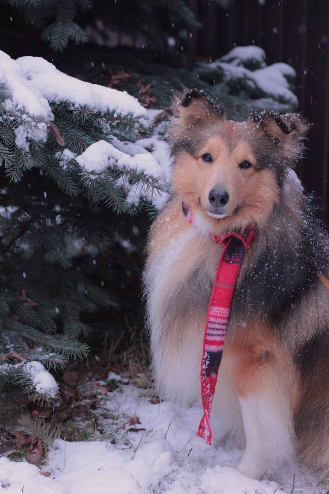 Арчи мой питомец шелти. Катя Попова|ЛайфСтайл фотограф