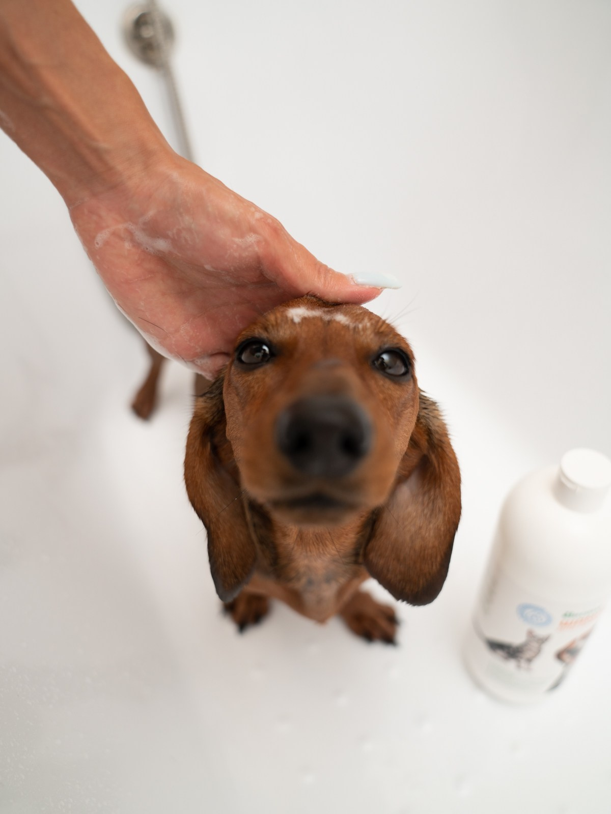 Съемки с животными. КЕД Студия-контент агентство полного цикла СПБ. Создаём фото, видео и контент, который помогает брендам и селлерам продавать больше