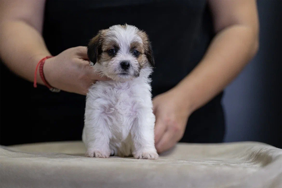 Кобель 2. Lovely-Orange питомник джек рассел терьеров