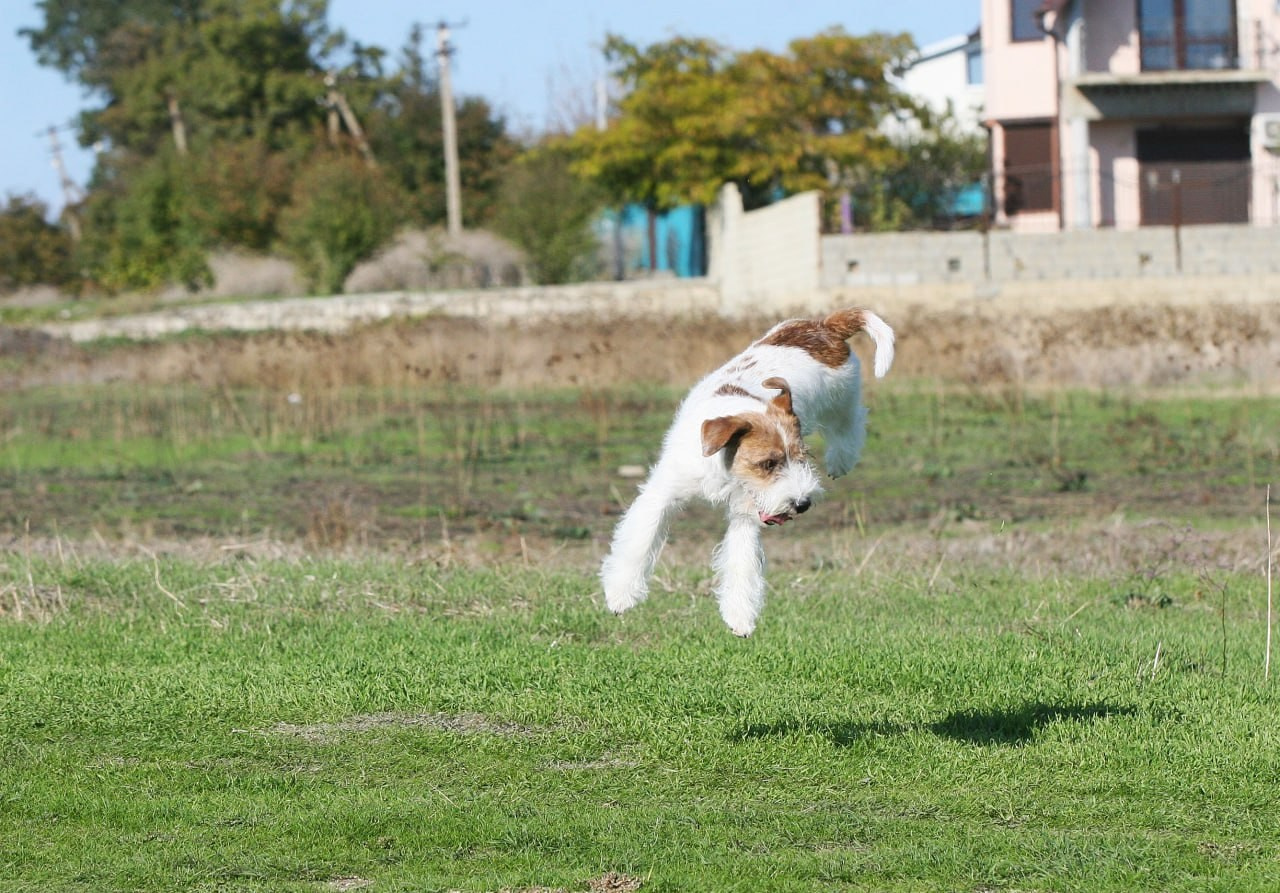 Lovely -Orange Team Spirit. Lovely-Orange питомник джек рассел терьеров