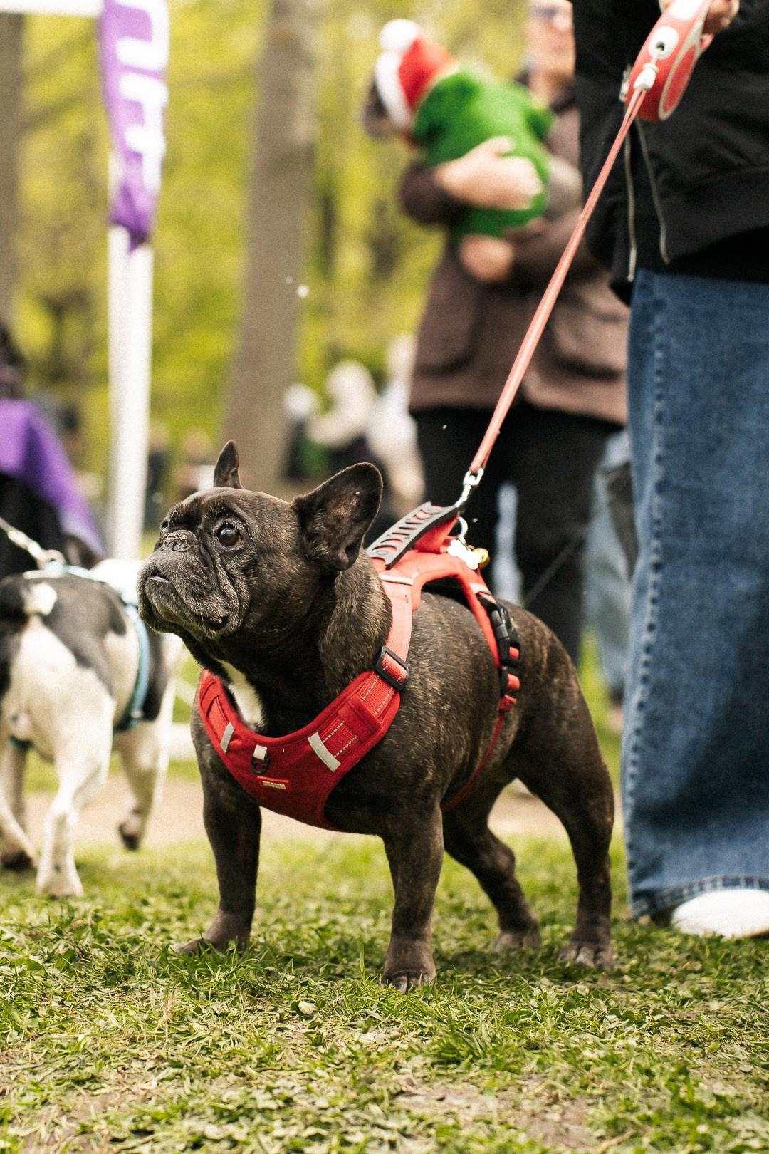 Парад Бульдогов. Axenov_eugene