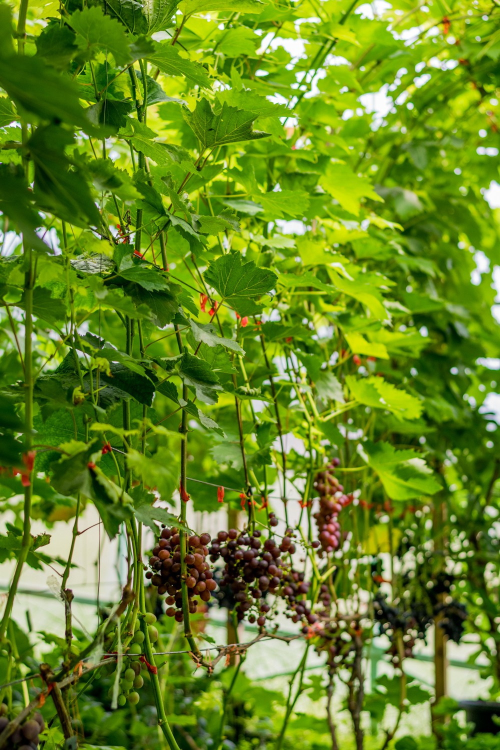 Антон Курдюмов фотограф в Хабаровске Рина Курдюмова фото27 foto27 Антон Дорофеев репортажный репортаж документалист Тони и Рина фотосоздатели Виноградники Хехцир 2024 Хабаровск виноград дикий фермер фермерство дачный сезон