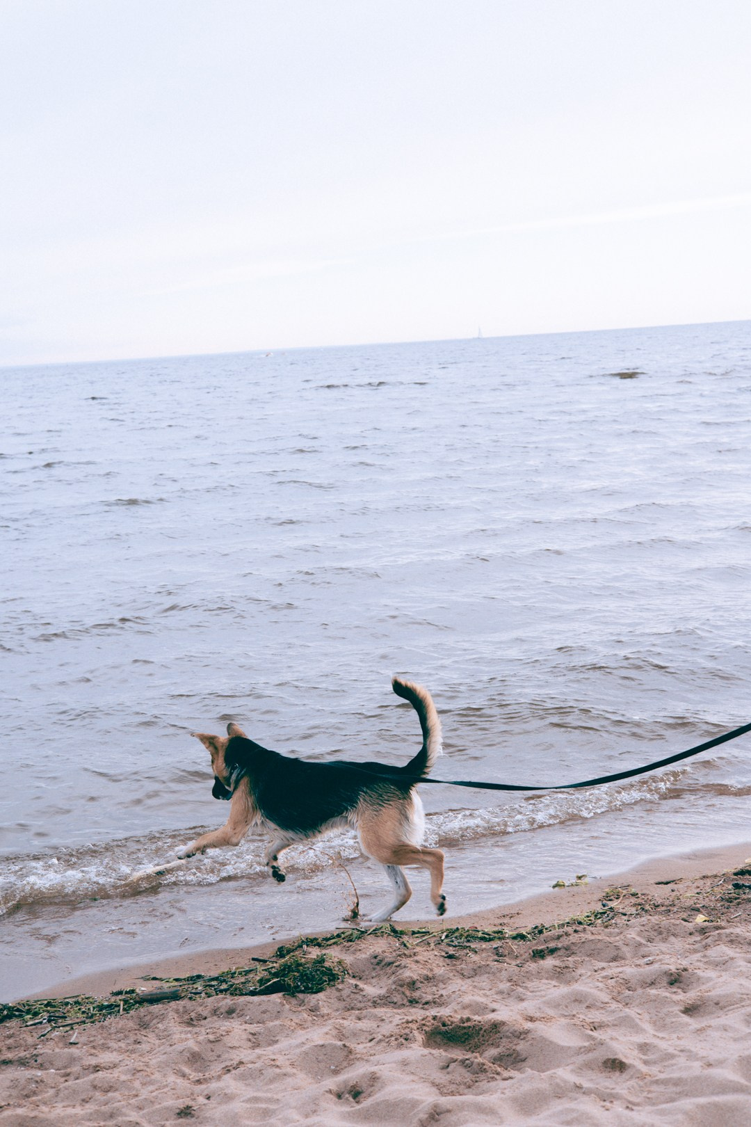 Dogs. Юлия Астра: Фотограф в Санкт-Петербурге. Снимаю женские портреты, уличные съёмки в Петербурге и людей с их собаками