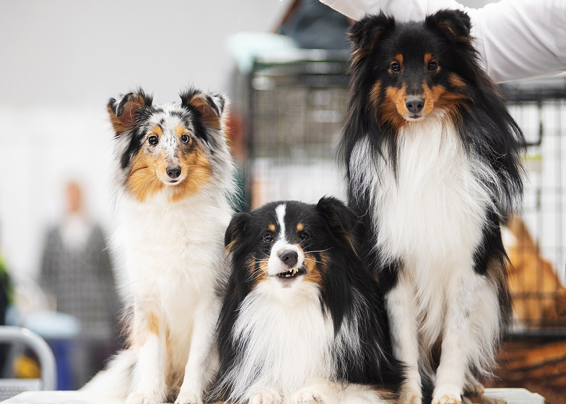 Выставка собак тюмень 14.01.2023. Дог-фотограф в Тюмени Александра Королева