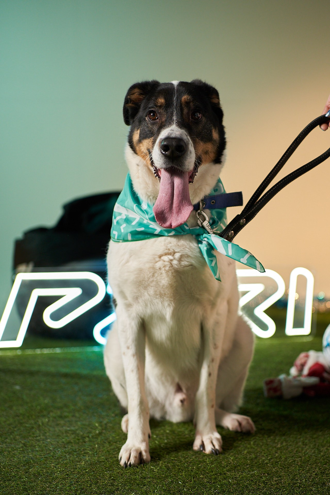 Проект «Андердоги» для коллаборации Фонда «Рэй», Sports.ru, Пари. Фотограф анималист Москва Дарья