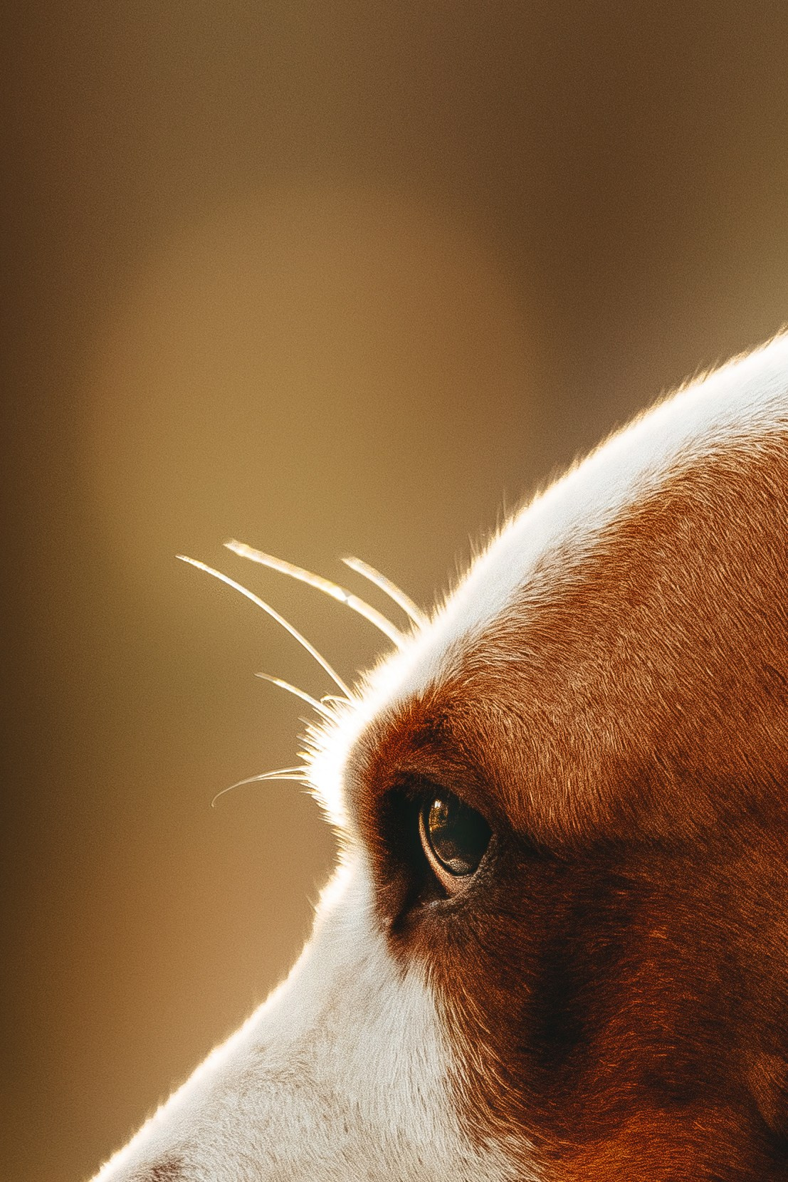 Ольга, Рора и Румпель. Фотограф анималист в Спб недорого Олеся Майорова