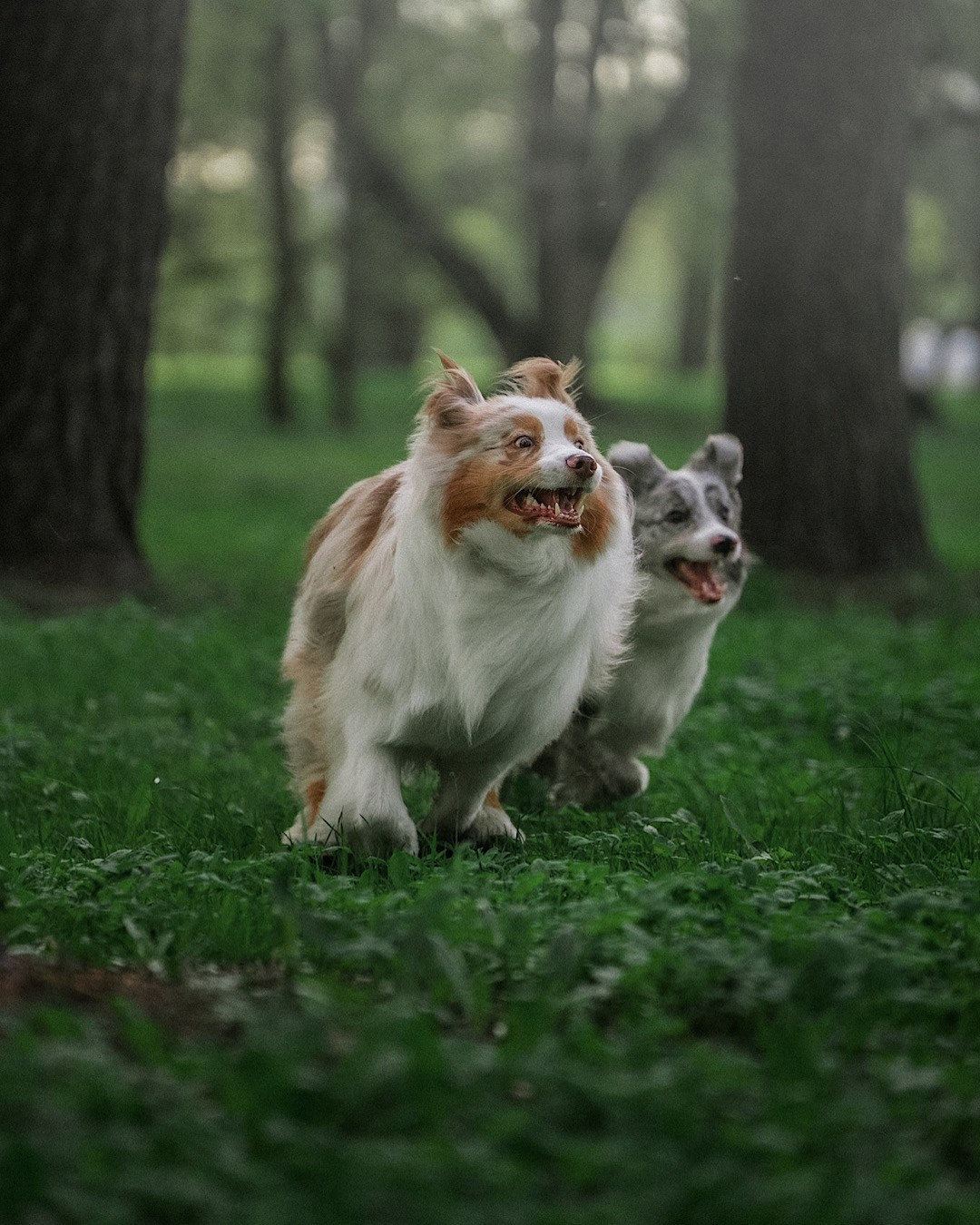 Света, Катрин, Умка. Фотограф анималист в Москве и Санкт-Петербурге Свиридова Анна