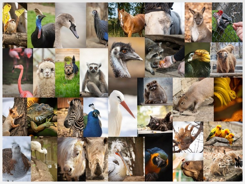 Моя коллекция. Фотограф-АниМалист Анна Абрамова