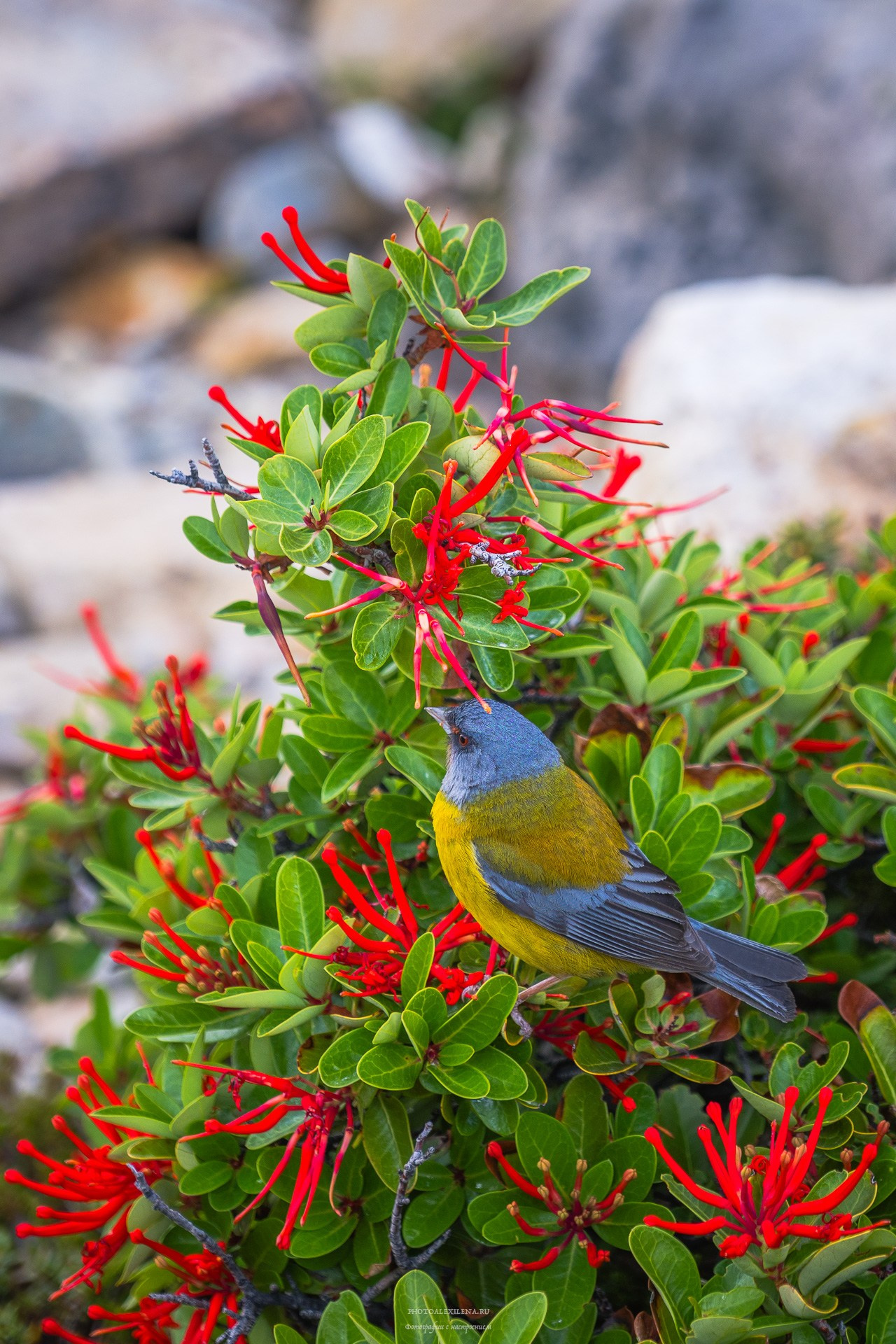 Патагония. Авторские стильные фотокартины