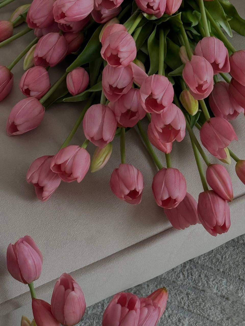 Тюльпаны. Фотограф НатаФото (Наталья Яковенко) Дмитров Москва Питер