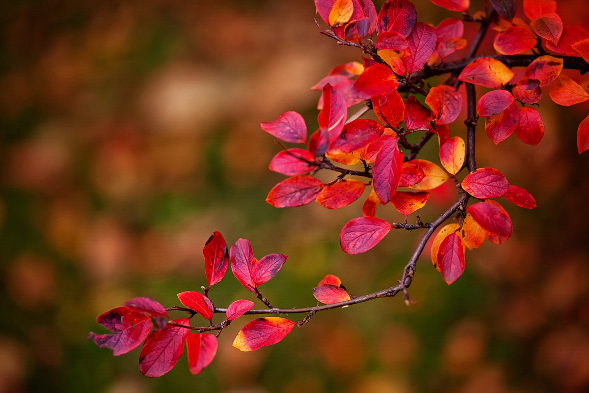 . Фотограф в Москве и Одинцово
