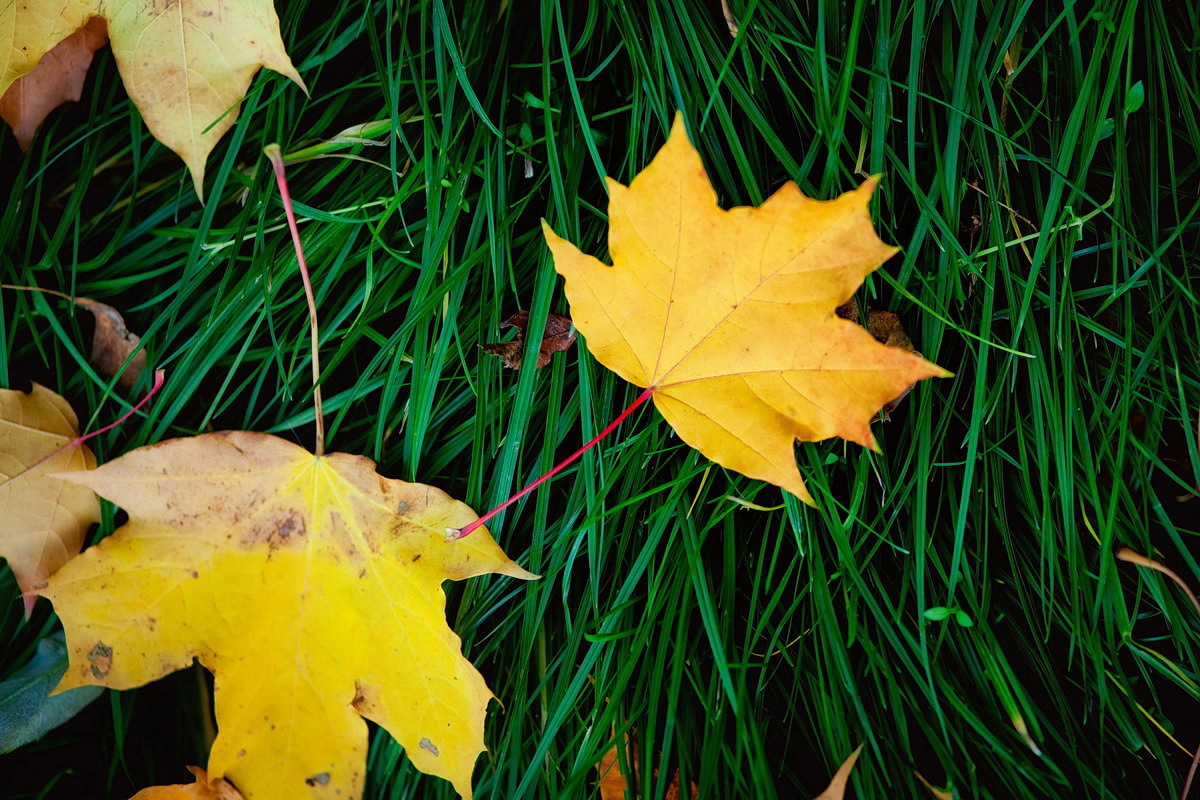 . Фотограф в Москве и Одинцово