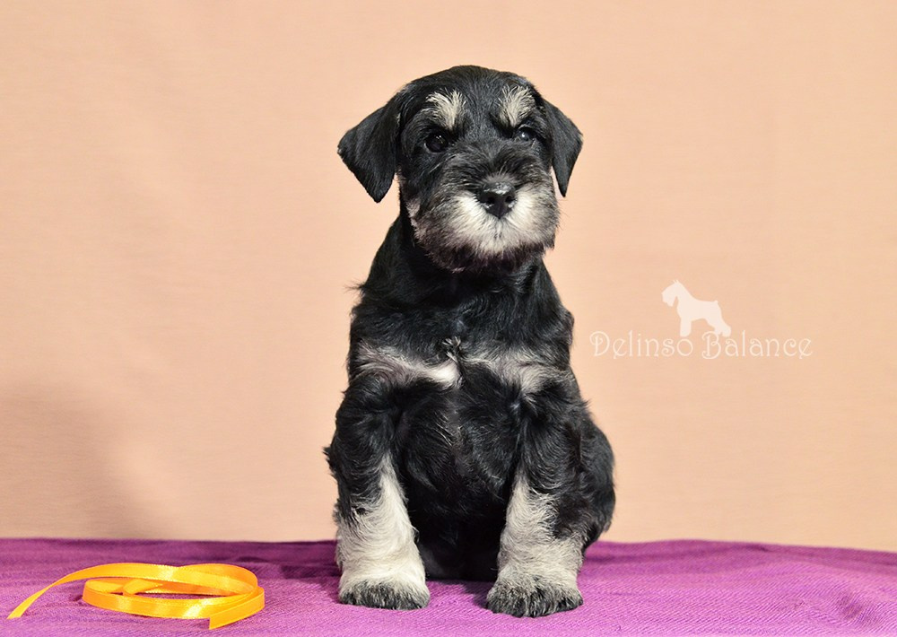 Щенок цвергшнауцера питомник цвергшнауцеров делинсо бэлэнс