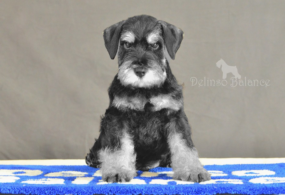 Делинсо Бэлэнс Яман Керан - 9 недель