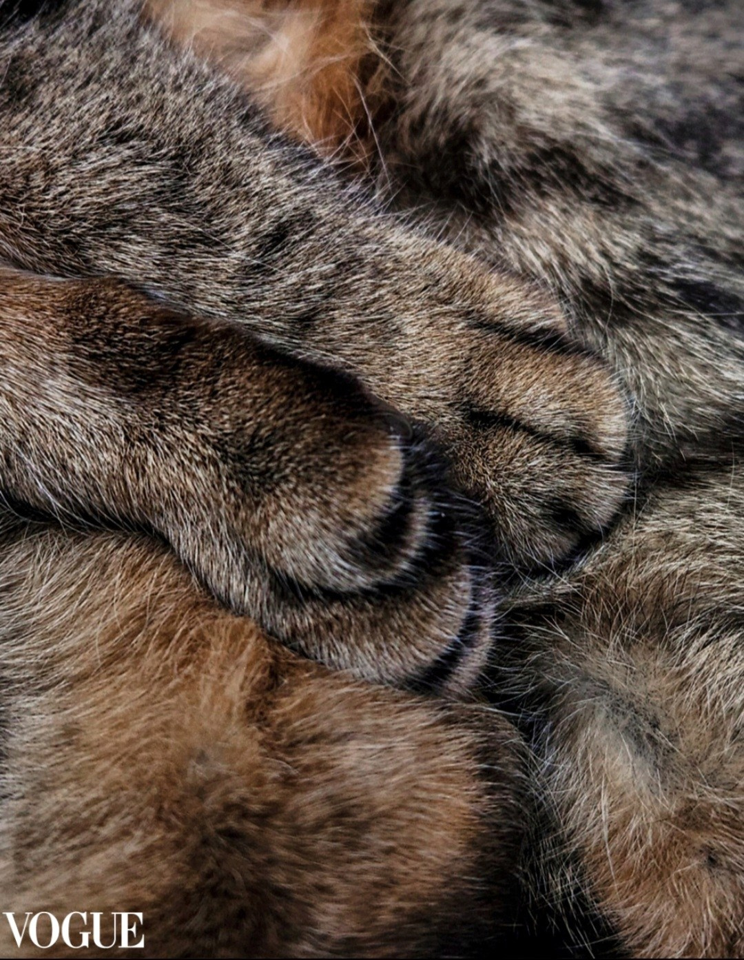 Мои публикации в итальянском журнале VOGUE. Ольга Степанова фотограф визажист в Санкт-Петербурге