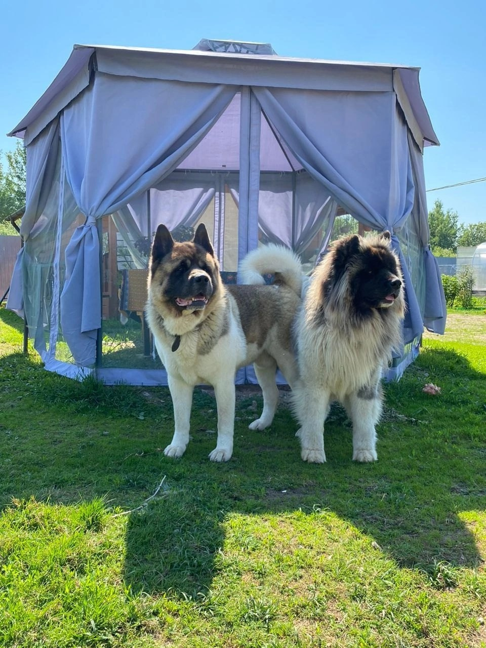 Rubylight Princess dancing Помет П Американская Акита. Американская акита I Сиба ину I Питомник RUBYLIGHT