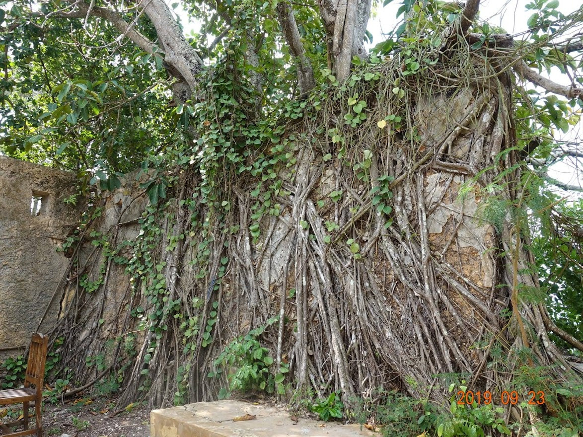 Занзибар, 2019 г. Дайвинг-клуб «Капитан Морган», Беларусь