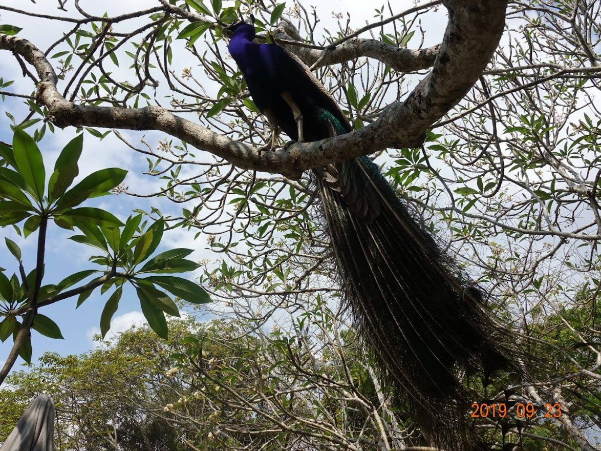 Занзибар, 2019 г. Дайвинг-клуб «Капитан Морган», Беларусь