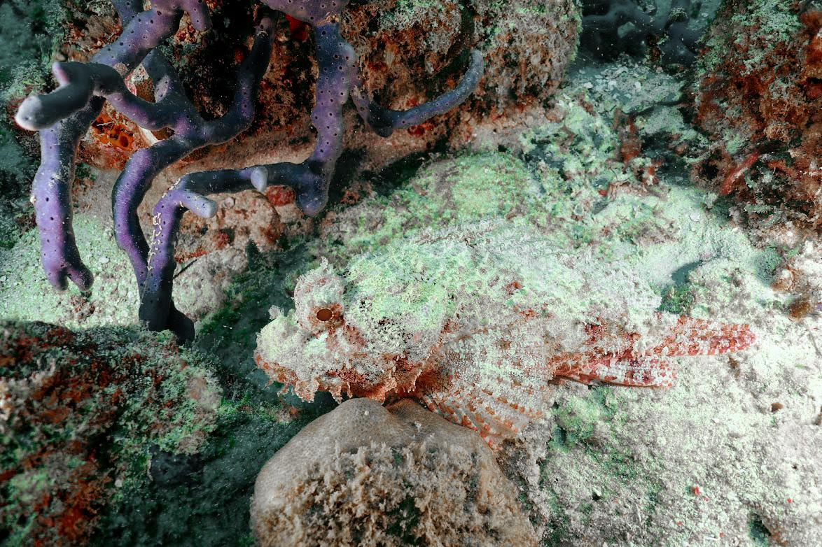 Занзибар, 2019 г. Дайвинг-клуб «Капитан Морган», Беларусь