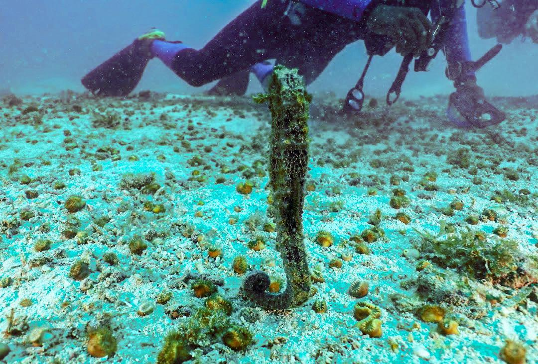 Занзибар, 2019 г. Дайвинг-клуб «Капитан Морган», Беларусь