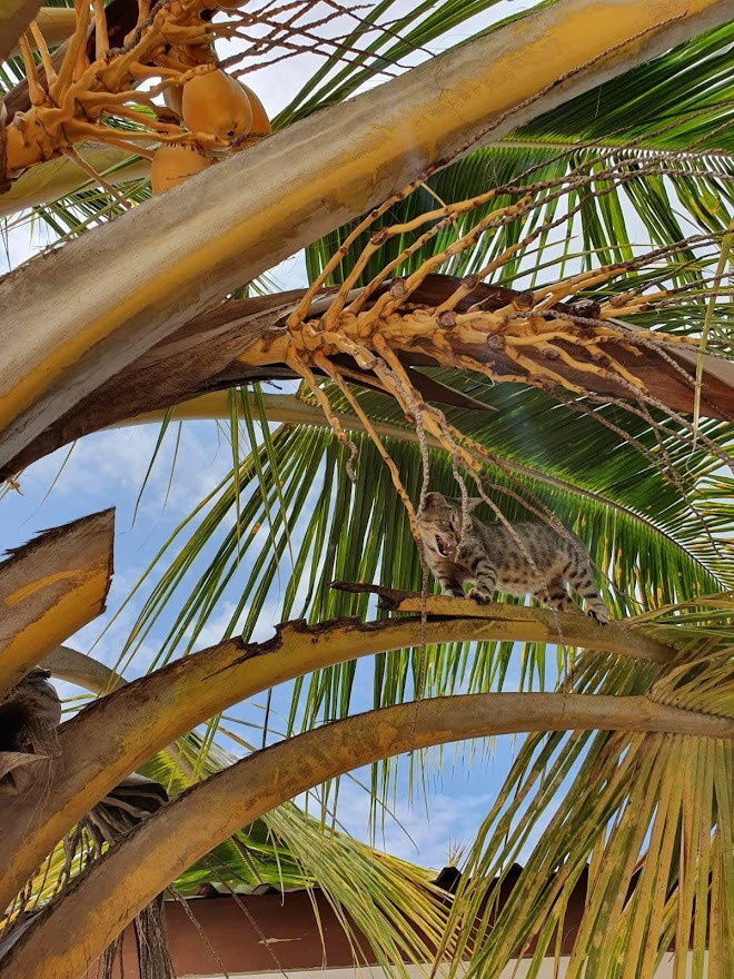 Занзибар, 2019 г. Дайвинг-клуб «Капитан Морган», Беларусь