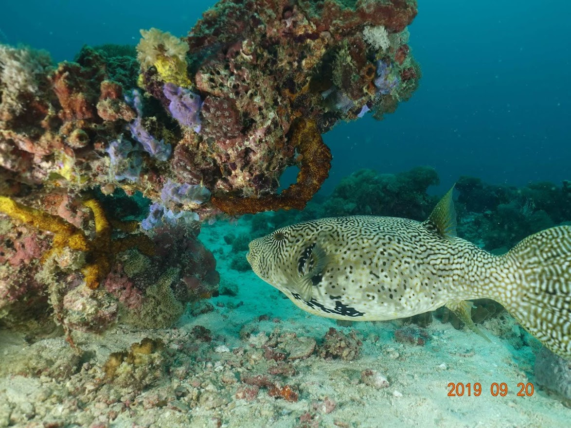 Занзибар, 2019 г. Дайвинг-клуб «Капитан Морган», Беларусь