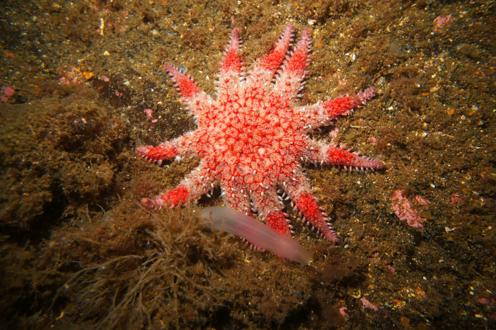 Трофейный тур, Лофотенские острова. Дайвинг-клуб «Капитан Морган», Беларусь