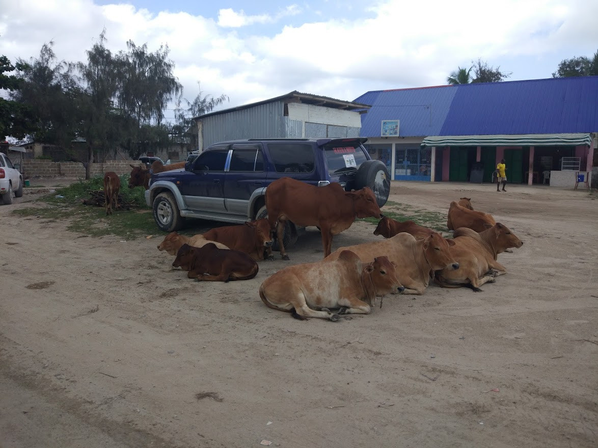 Занзибар, 2019 г. Дайвинг-клуб «Капитан Морган», Беларусь