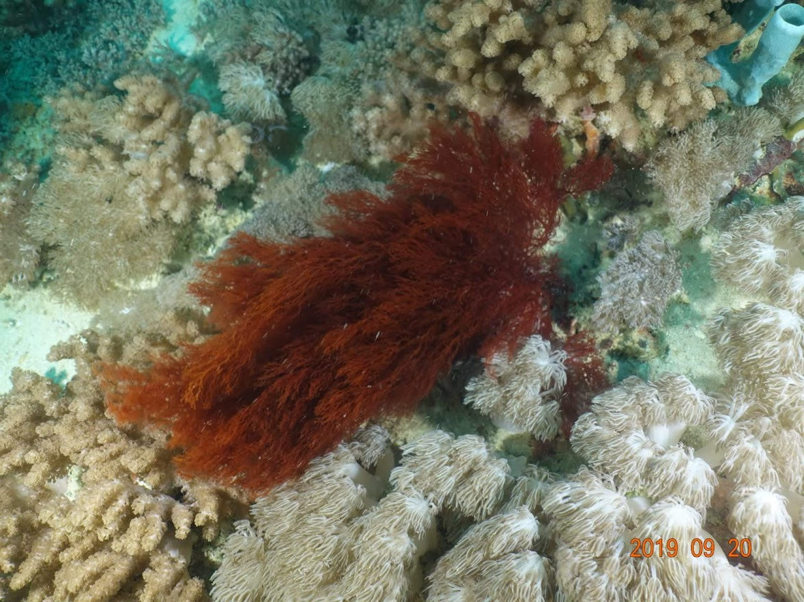 Занзибар, 2019 г. Дайвинг-клуб «Капитан Морган», Беларусь