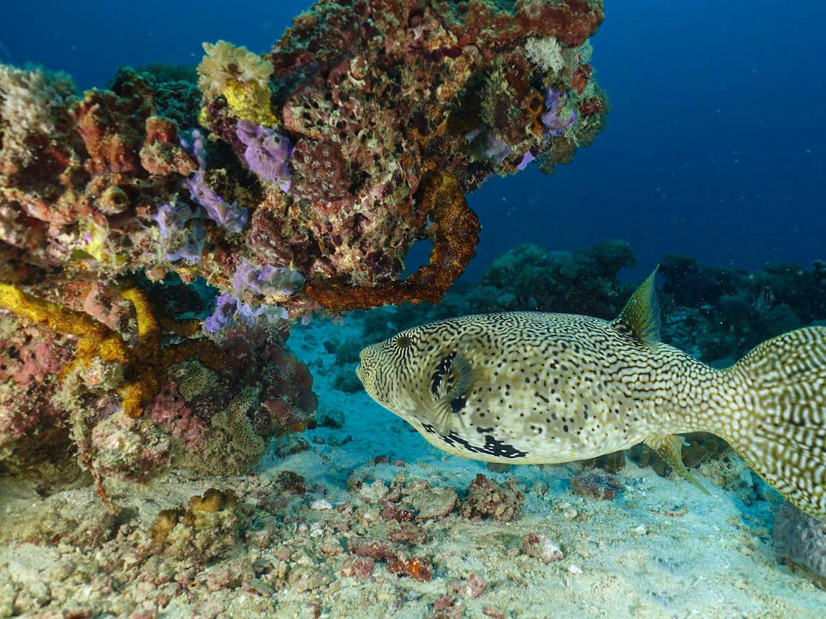 Занзибар, 2019 г. Дайвинг-клуб «Капитан Морган», Беларусь