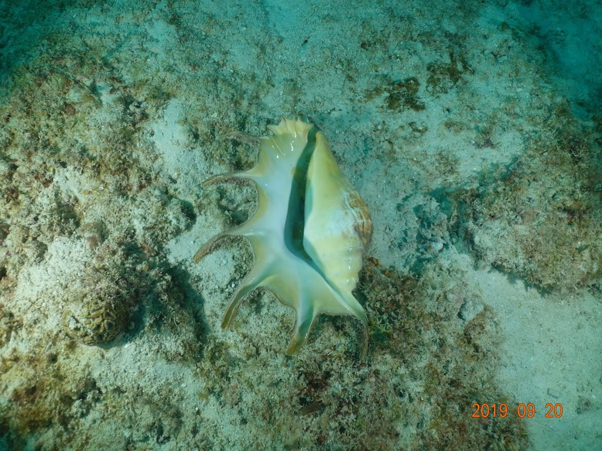 Занзибар, 2019 г. Дайвинг-клуб «Капитан Морган», Беларусь