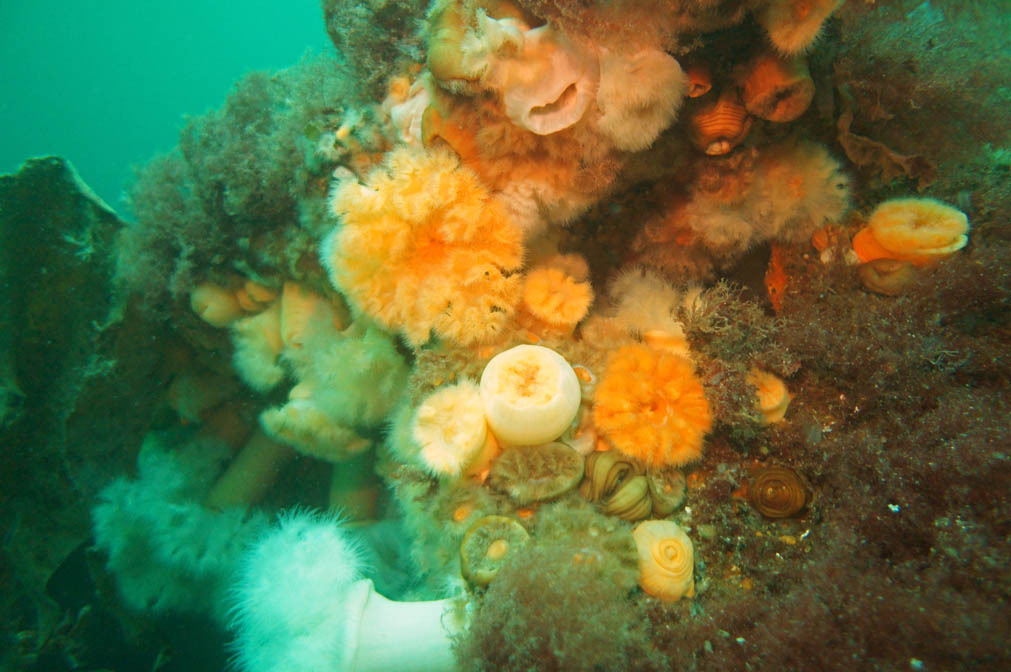 Трофейный тур, Лофотенские острова. Дайвинг-клуб «Капитан Морган», Беларусь