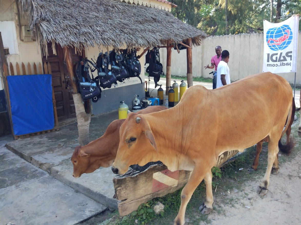 Занзибар, 2019 г. Дайвинг-клуб «Капитан Морган», Беларусь