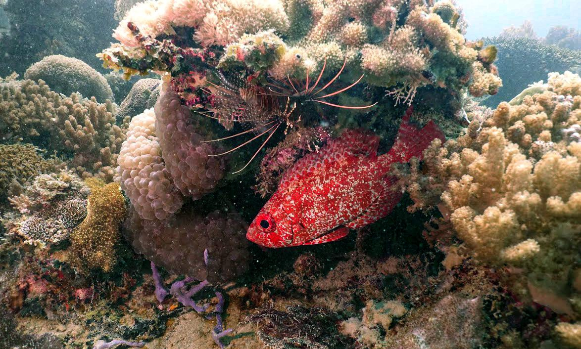 Занзибар, 2019 г. Дайвинг-клуб «Капитан Морган», Беларусь