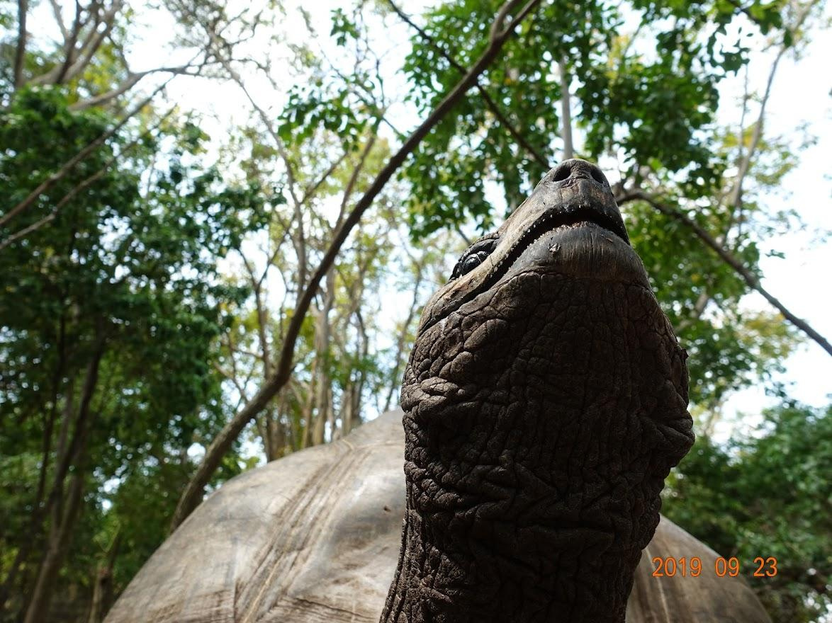 Занзибар, 2019 г. Дайвинг-клуб «Капитан Морган», Беларусь