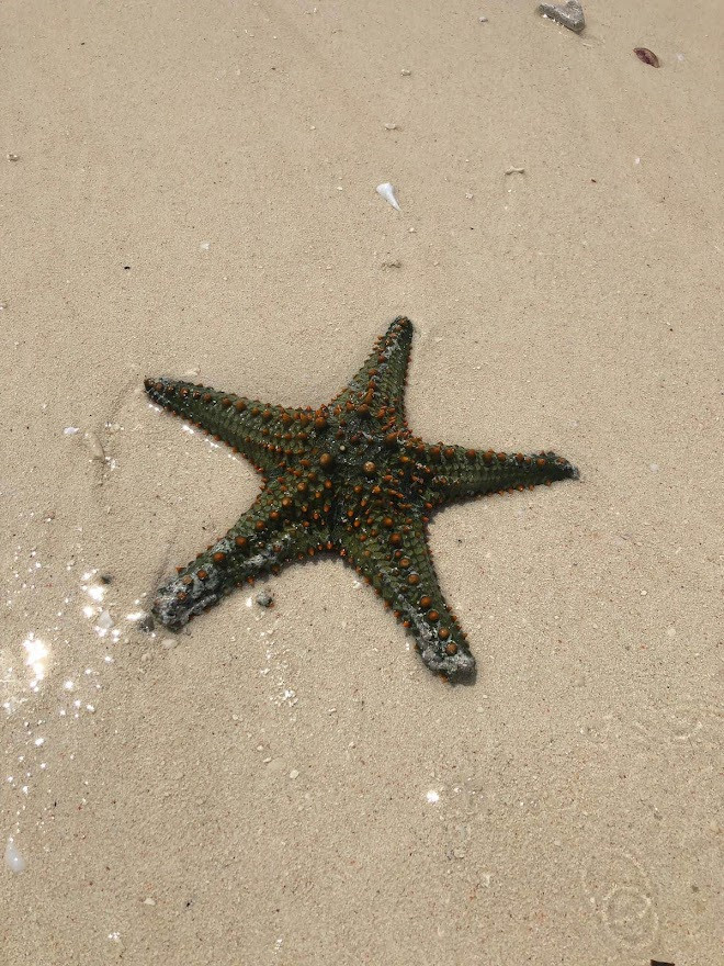 Занзибар, 2019 г. Дайвинг-клуб «Капитан Морган», Беларусь