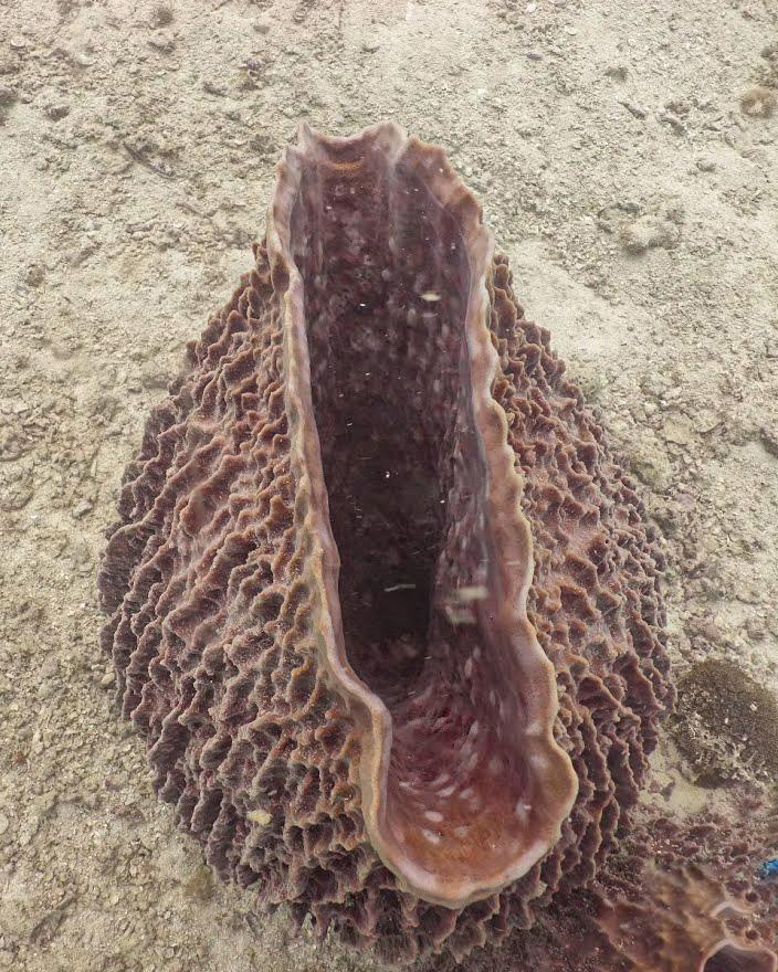 Занзибар, 2019 г. Дайвинг-клуб «Капитан Морган», Беларусь