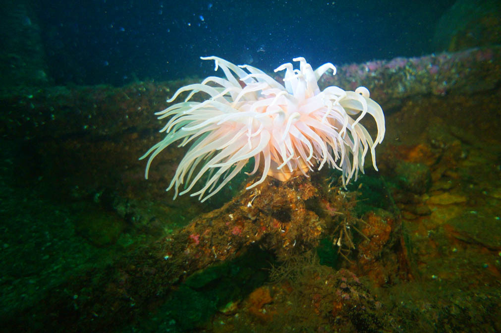 Трофейный тур, Лофотенские острова. Дайвинг-клуб «Капитан Морган», Беларусь