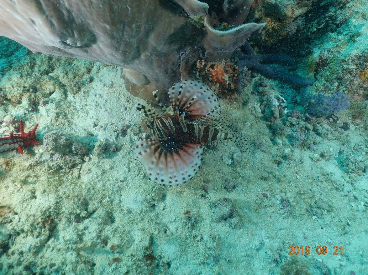 Занзибар, 2019 г. Дайвинг-клуб «Капитан Морган», Беларусь