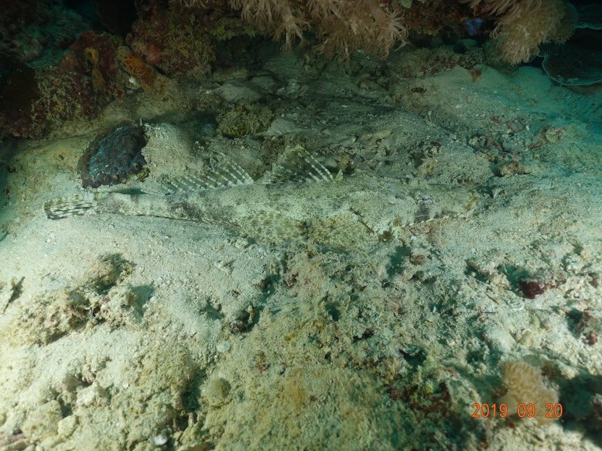 Занзибар, 2019 г. Дайвинг-клуб «Капитан Морган», Беларусь