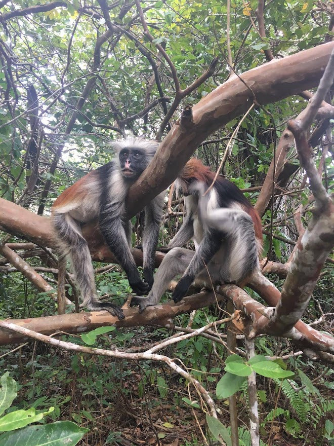 Занзибар, 2019 г. Дайвинг-клуб «Капитан Морган», Беларусь