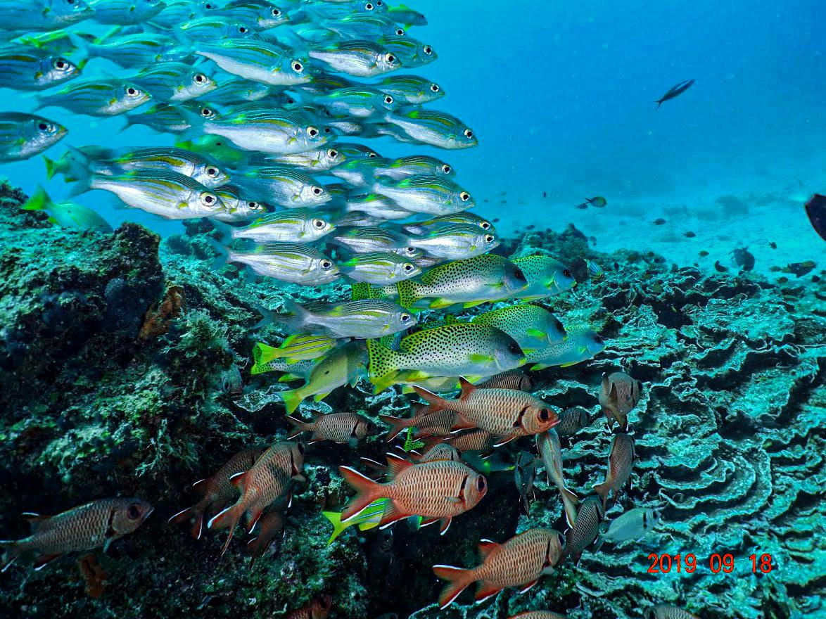 Занзибар, 2019 г. Дайвинг-клуб «Капитан Морган», Беларусь