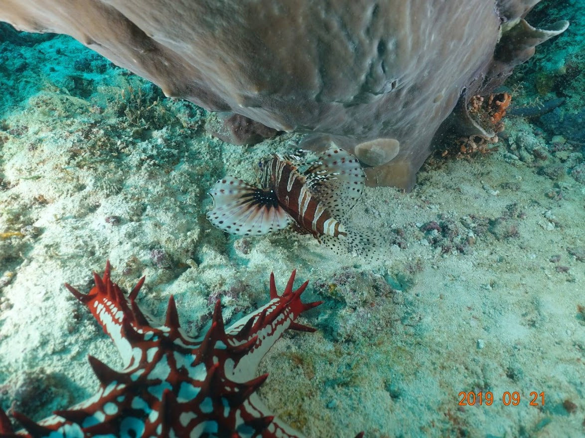 Занзибар, 2019 г. Дайвинг-клуб «Капитан Морган», Беларусь